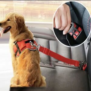 Centuri Auto Pentru Caini